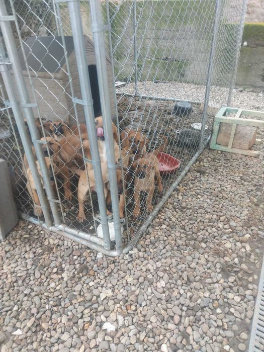 Catei metis Melinois Belgian 3 luni vaccinati Baia Mare