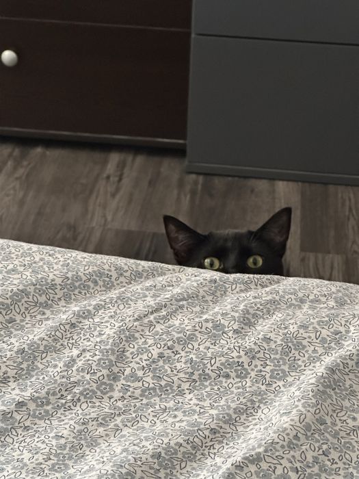 Подарявам мъжка котка