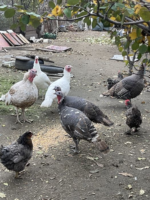 Curci BIO 250 lei bucata