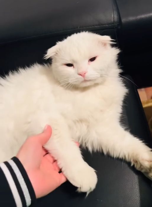 Вязка. Турецкая ангора. Вислоухий.