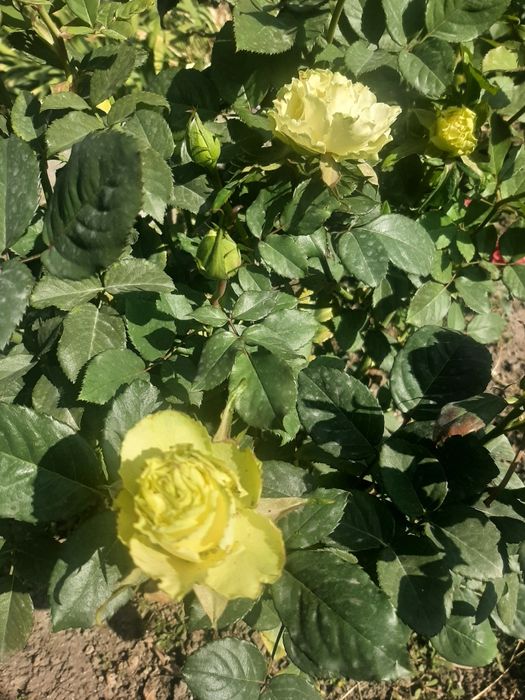 Продам розы, хосты