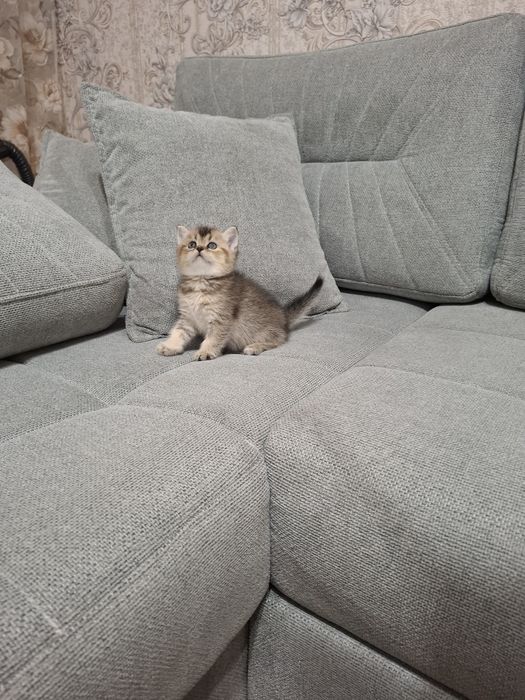 Шотландские котята