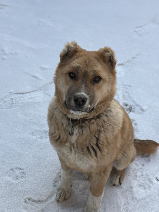 Продам щенка алабая
