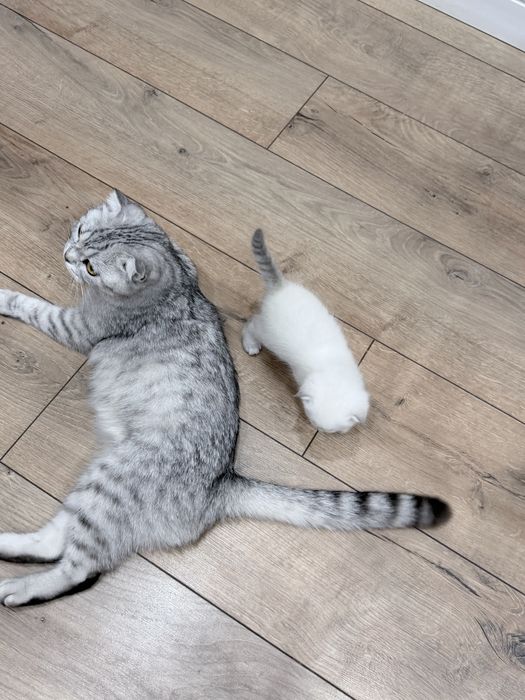 Котенок вислоухая белая