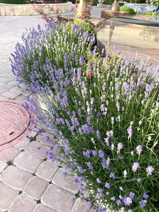 Саженцы лаванды с полей нашей базы