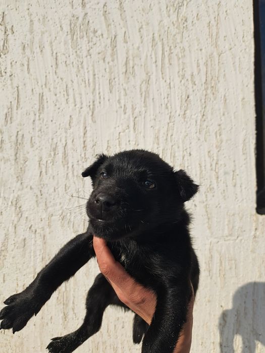 Продам щенка ягдтерьер девочка