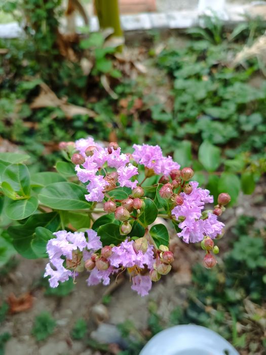 Индийски люляк розов