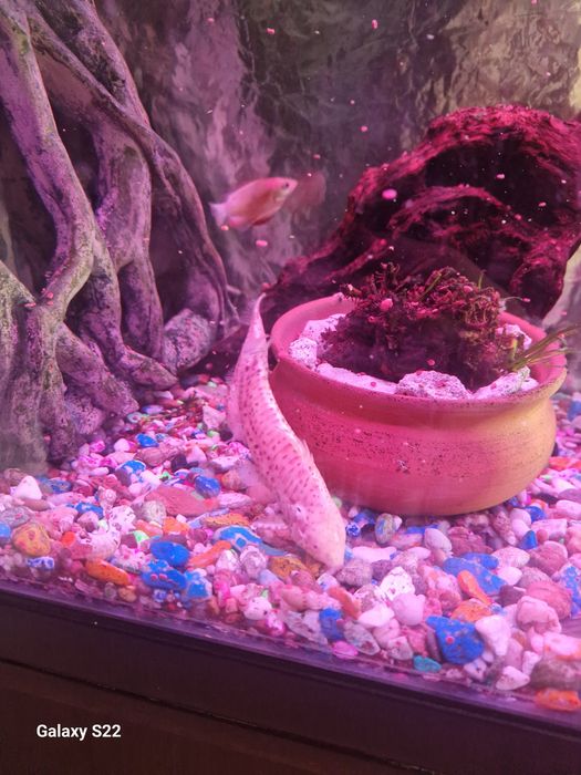 Продам таракатумов альбино.