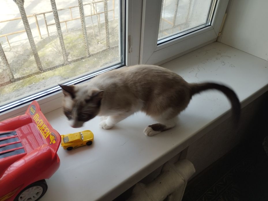 Отдам кошку в хорошие руки