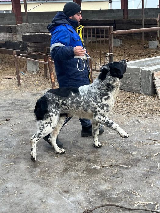 Продам щенка Алабая