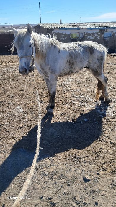 Дөнен сатылады жуас