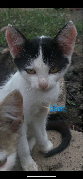 Pisoiași pentru adopție