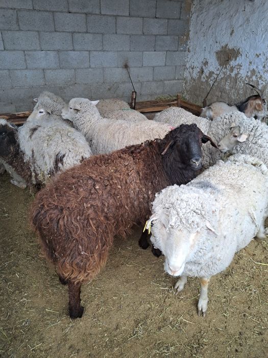 Семиз кой, токты, серкештер сатамыз