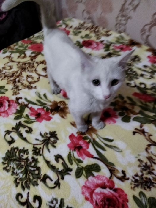 Отдам бесплатно в добрые руки