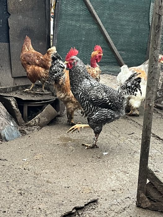 Петли на различна възраст