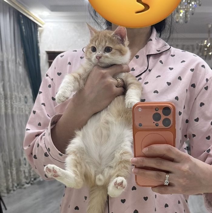 Милые пушистые котята