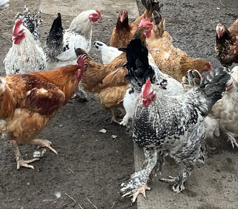 Молодые петушки 2025 года