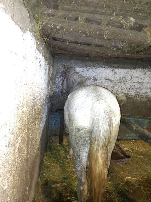 Vând iapa foarte buna