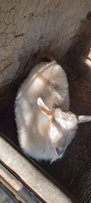 Echki  45 kg dan balan vazni narxi 4 mln