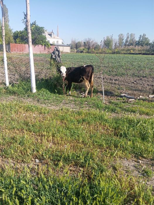 Продам КОРОВУ с телёнком