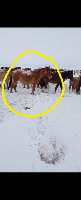 Продам две кобылы буаз одна 8 лет вторая 5 лет.