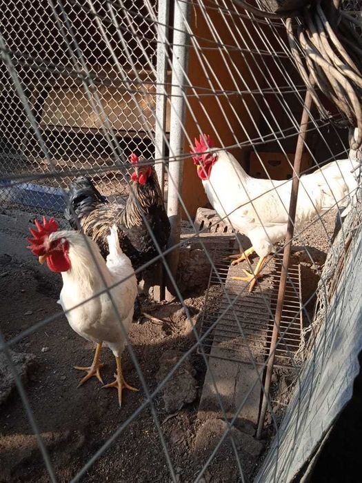 Петухи домашние молодые