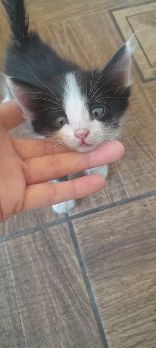 Котята домашние, 1 мес