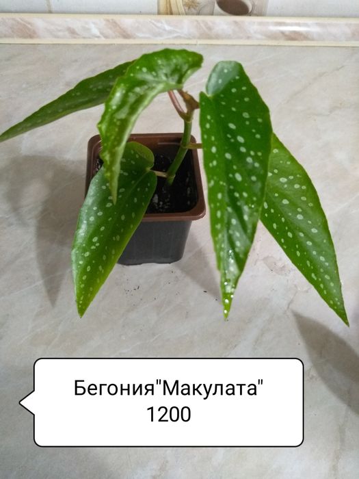 Продам комнатные цветы