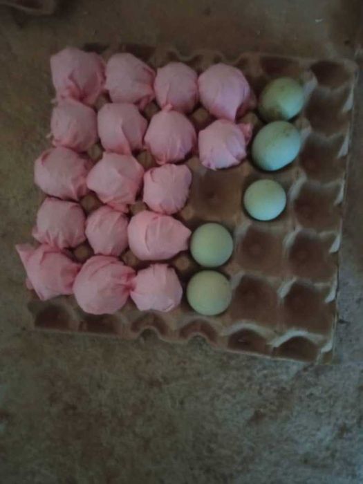 Uxayl tovuq tuxumlariga zakaz olamiz