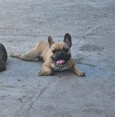 Французский бульдог
