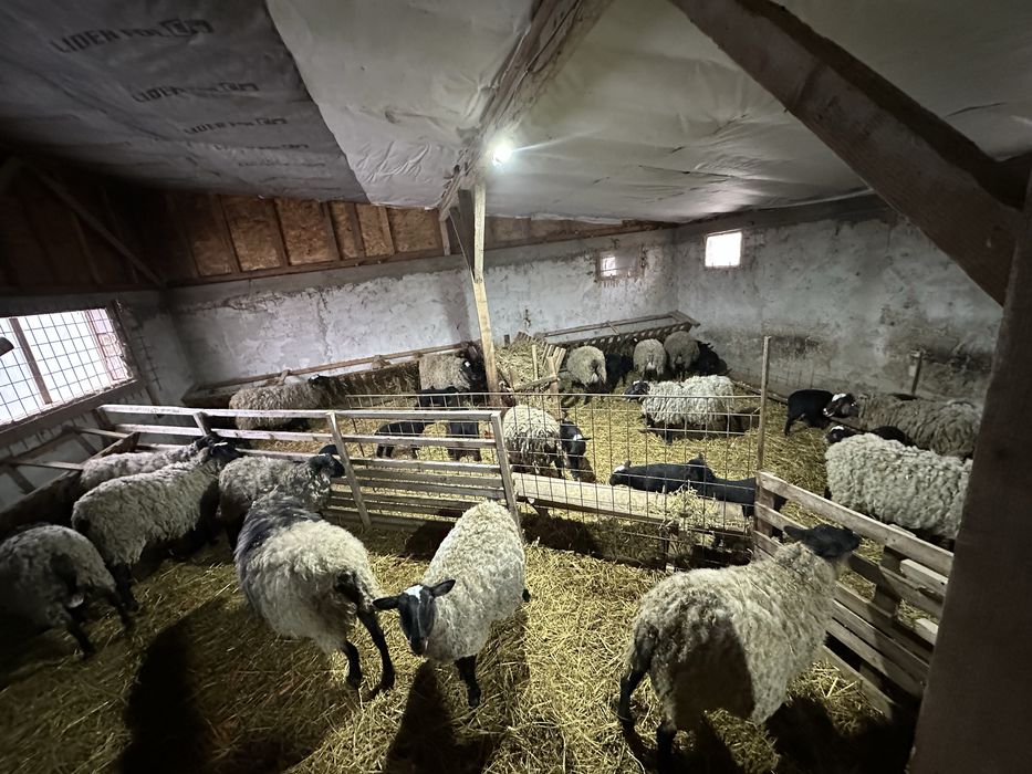 Vand 1 berbec romanov