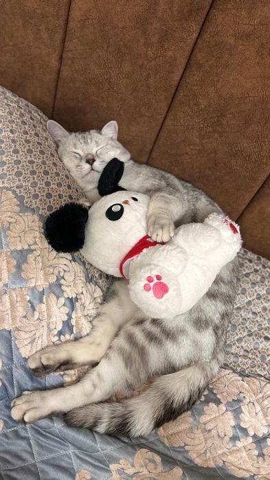 Шотландская кошечка!