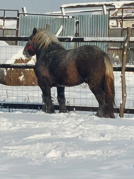 Vand armasar sur de 3 ani