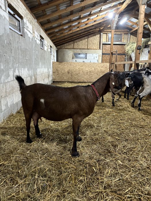 Capre AngloNubiene cu certificat de origine