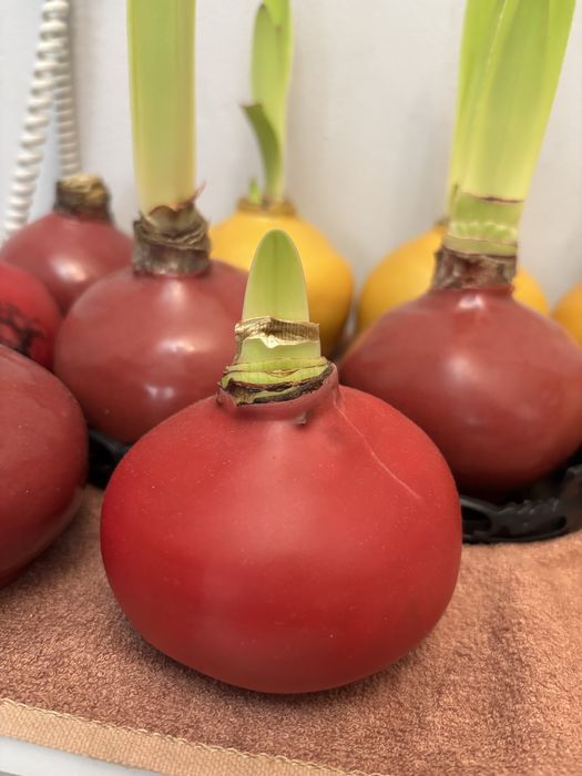 Луковицы Амариллиса. Свежие