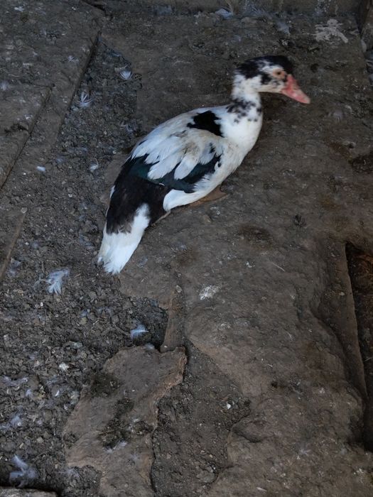 Vând gâște și rate mute