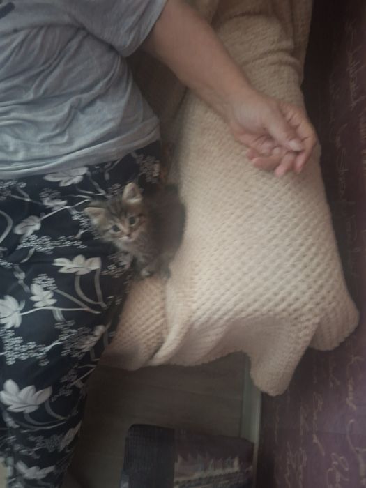 Отдам котенка в добрые руки срочно