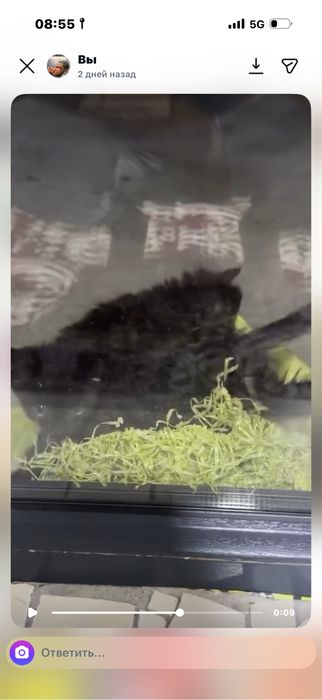 Mushu mushu mushu mauh