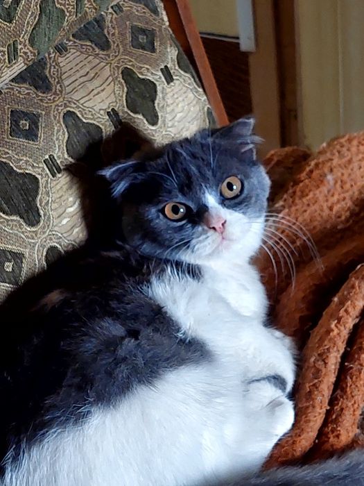 Отдам котят за фрукты 1 кг.
