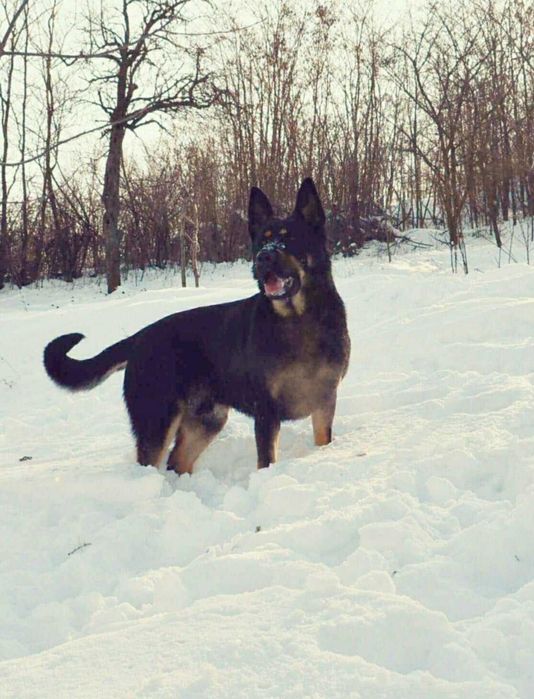 Vand Ciobanesc  German linie de lucru