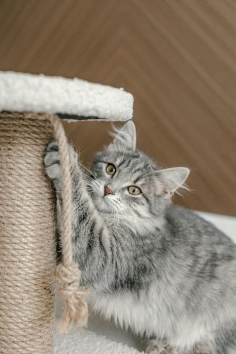Котенок Маруся ищет дом!