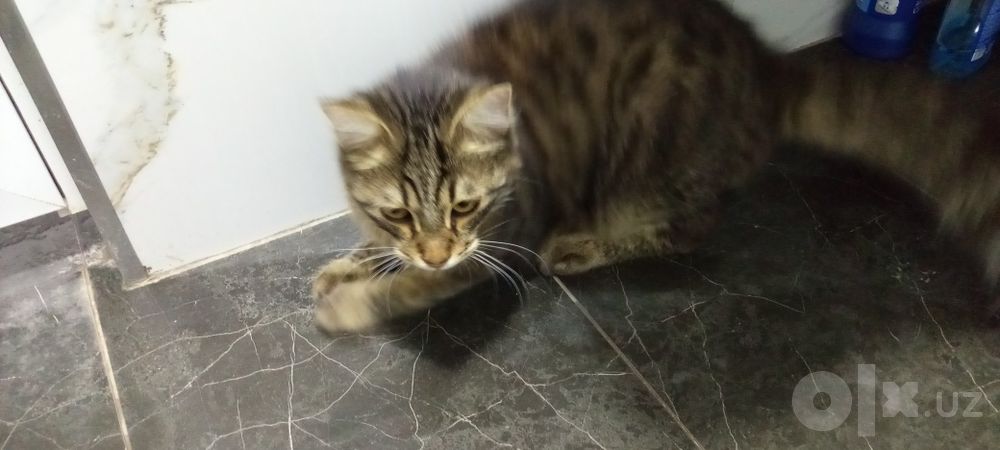 Кот Мальчик Барсик