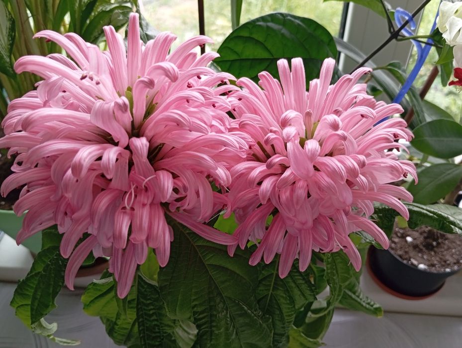 Продам красивую Якобинию