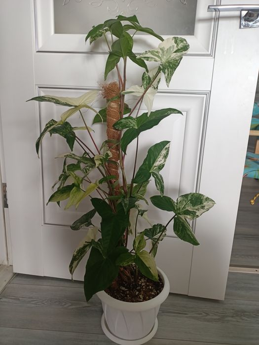 Продам Сингониум Империал Вайт