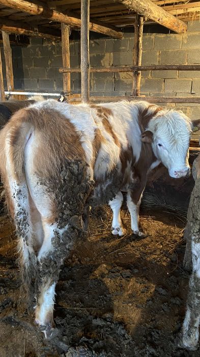 Бычки откормленные