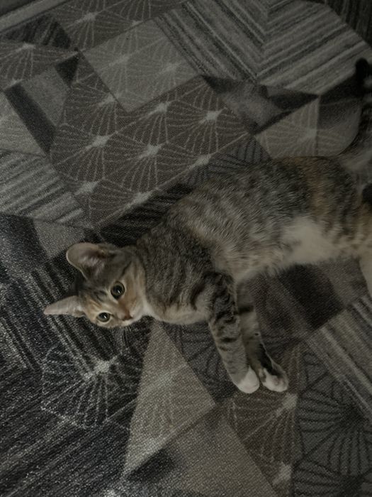 Отдам кошку бесплатно