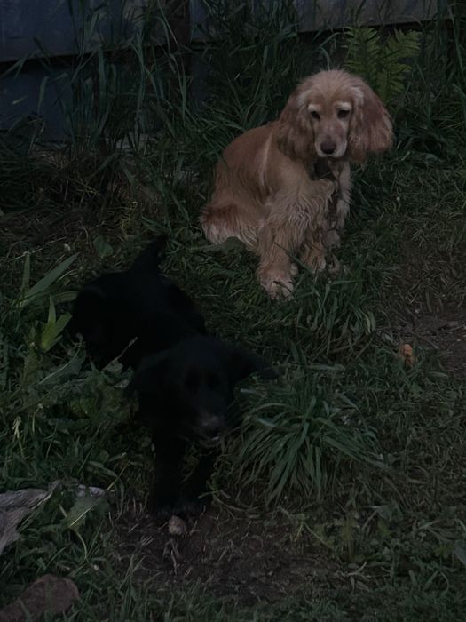 Собака (девочка) игривый