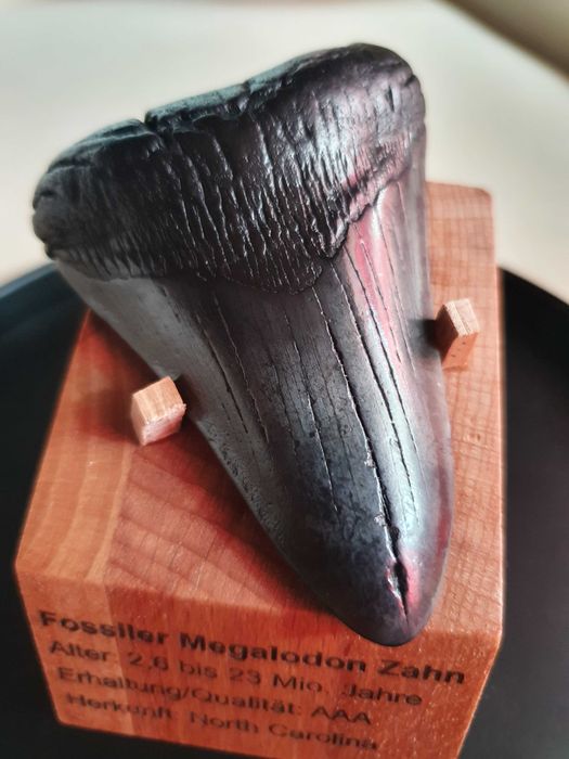 Fosila rara de Megalodon cu vitrina muzeu de prezentare