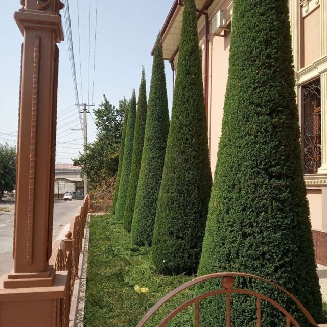 Gazon ekish va archa kesish xizmatlari va afto palif ishlarini qilamiz