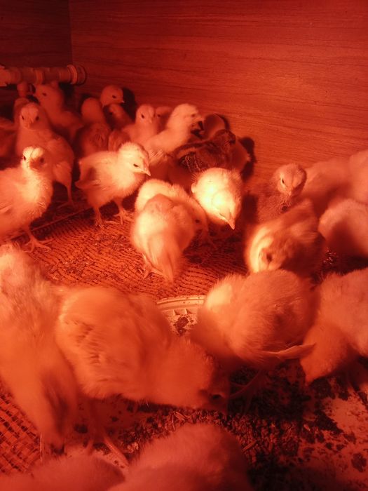 Продам домашних цыплят